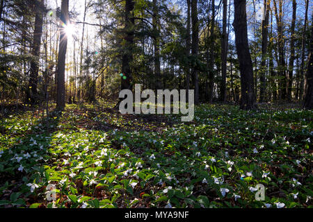 bel pavimento boschivo coperto di foglie secche e piante verdi a bassa crescita con fiori bianchi trillium Foto Stock