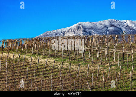 Inverno vigna, Abruzzo Foto Stock