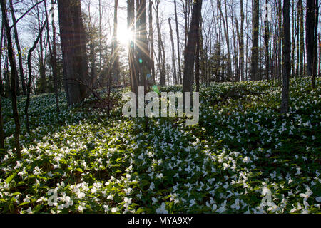 bel pavimento boschivo coperto di foglie secche e piante verdi a bassa crescita con fiori bianchi trillium Foto Stock