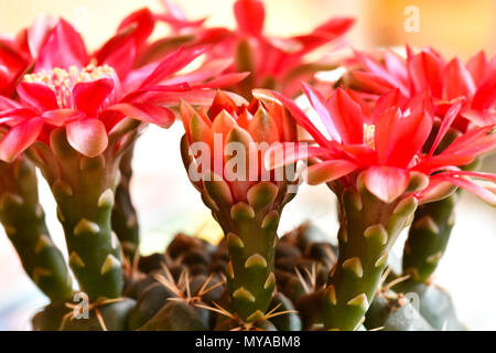 Incredibile close up di un cactus fioriti che mostra rosso fiammante blumi e gemme spazio per testo sopra di laici e di spazio di copia Foto Stock