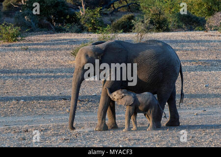 Madre Elefante e vitello al privato Mashatu Game Reserve in Botswana Foto Stock