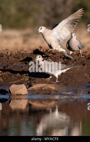 Cape Tortore a waterhole in privato Mashatu Game Reserve in Botswana Foto Stock