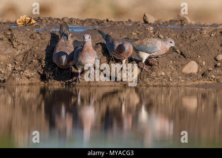 Cape Tortore a waterhole in privato Mashatu Game Reserve in Botswana Foto Stock