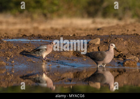 Cape Tortore a waterhole in privato Mashatu Game Reserve in Botswana Foto Stock