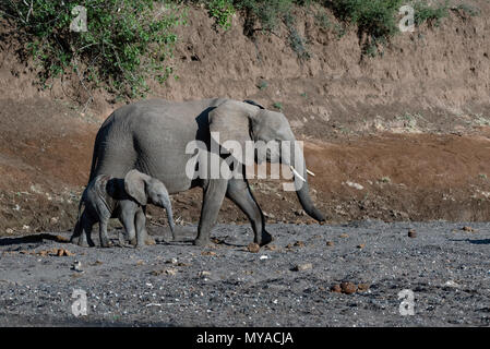 Il bambino e la madre dell' elefante africano nel letto asciutto del fiume, Botswana Foto Stock