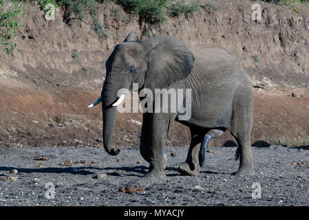 Gli elefanti africani nel letto asciutto del Mojave River in Botswana Foto Stock