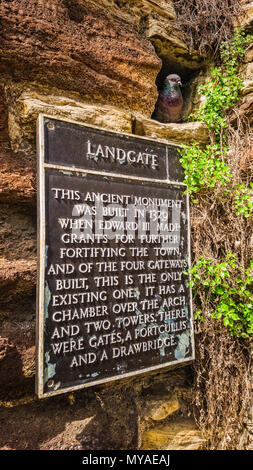 Le protezioni di piccione il Landgate informazioni turistiche sign in segale, East Sussex dal suo posatoio nel muro di pietra del centro storico arco Foto Stock