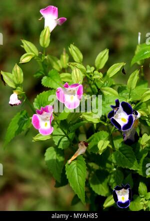 Vista ravvicinata della Piccola bella rosa lilla - colore blu fiore del triangolo (Torenia fournieri) visto in un giardino di casa in Sri Lan Foto Stock