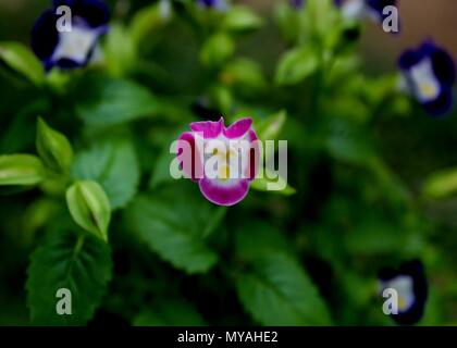 Vista ravvicinata della Piccola bella rosa lilla - colore blu fiore del triangolo (Torenia fournieri) visto in un giardino di casa in Sri Lan Foto Stock