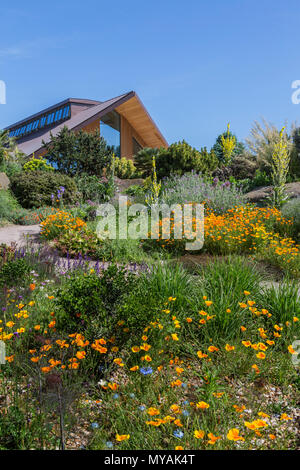 Il famoso giardino secco ad RHS Gardens Hyde Hall in Essex su una Gloriosa Mattina d'estate Foto Stock