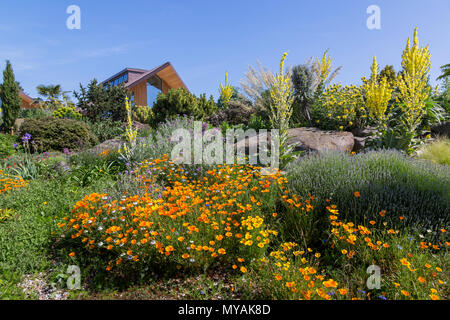 Il famoso giardino secco ad RHS Gardens Hyde Hall in Essex su una Gloriosa Mattina d'estate Foto Stock