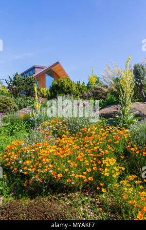 Il famoso giardino secco ad RHS Gardens Hyde Hall in Essex su una Gloriosa Mattina d'estate Foto Stock