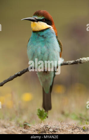 Unione Gruccione (Merops apiaster), appollaiato su un ramo con una libellula Foto Stock