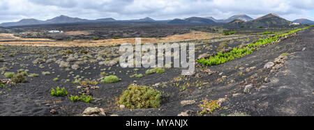 Vigneti su nero suolo vulcanico vicino a Geria a Lanzarote, Isole Canarie, Spagna Foto Stock