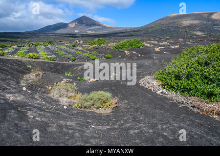 Vigneti su nero suolo vulcanico vicino a Geria a Lanzarote, Isole Canarie, Spagna Foto Stock
