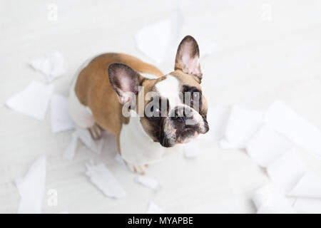 Home pet distruzione sul bagno bianco piano con qualche pezzo di carta igienica. Pet care foto astratte. Piccolo Cane colpevole con faccia buffa Foto Stock