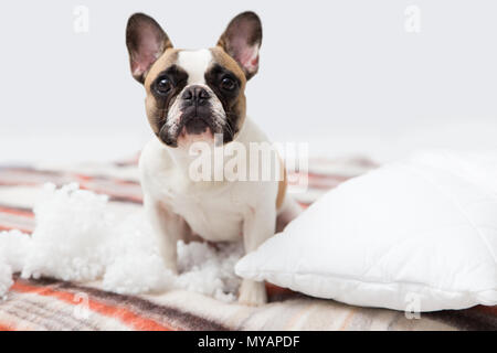 Home pet destroyer giace sul letto con un cuscino strappato. Pet care foto astratte. Piccolo Cane colpevole con faccia buffa. Foto Stock