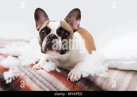 Home pet destroyer giace sul letto con un cuscino strappato. Pet care foto astratte. Piccolo Cane colpevole con faccia buffa. Foto Stock