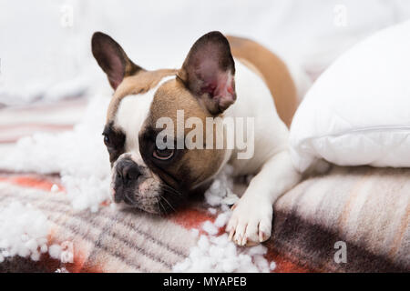 Home pet destroyer giace sul letto con un cuscino strappato. Pet care foto astratte. Piccolo Cane colpevole con faccia buffa. Foto Stock