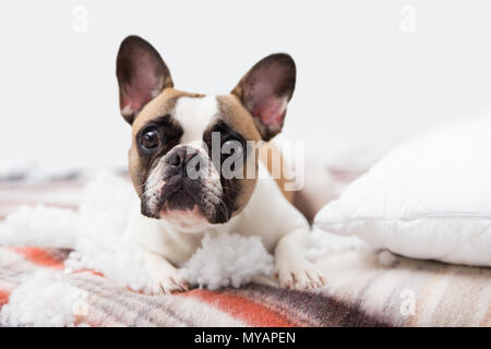 Home pet destroyer giace sul letto con un cuscino strappato. Pet care foto astratte. Piccolo Cane colpevole con faccia buffa. Foto Stock