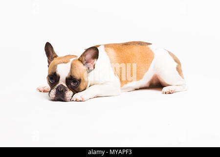 Ritratto di un cane su uno sfondo bianco. Il bulldog francese risiede e sembra triste Foto Stock