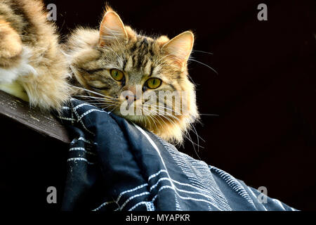 Una chiusura immagine ritratto di capelli lunghi gatto di casa in appoggio su un balcone esterno againnst uno sfondo nero. Foto Stock