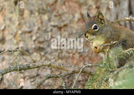 Una vista orizzontale di un giovane scoiattolo rosso ( Tamiasciurus hudsonicus); seduto su un ramo d'albero al bordo dell'immagine guardando avanti Foto Stock