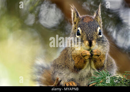 Un vicino l immagine di una selvaggia scoiattolo rosso 'Tamiasciurus hudsonicus"; su un ramo di albero di mangiare albero verde aghi con un espressione divertente sul suo volto, ne Foto Stock