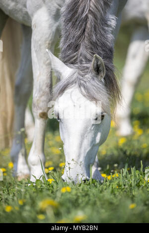 Il tedesco cavalcare pony. Ritratto di grigio castrazione di pascolo. Germania Foto Stock