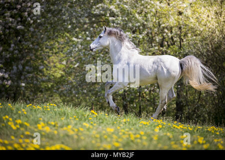 Il tedesco cavalcare pony. Grigio castrazione al galoppo su un prato. Germania Foto Stock