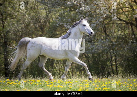 Il tedesco cavalcare pony. Grigio castrazione trotto su un prato. Germania Foto Stock