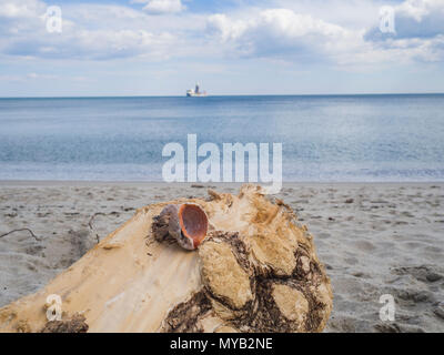 Albero caduto tronco su una spiaggia di sabbia Foto Stock