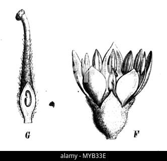 . Illustrazione dal libro . 1891. Paolo Hermann Wilhelm Taubert (1862-1897) 67 Bauhinia maximilianii Taub86c Foto Stock