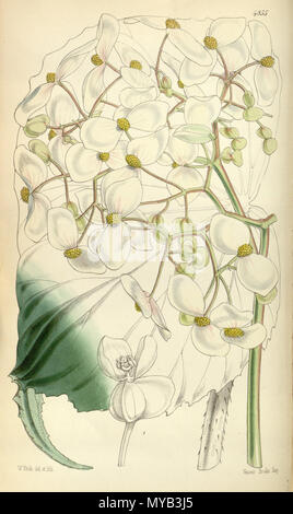 . Inglese: Begonia urophylla Hooker, botanico magazine 81: t. 4855. 1855 . 11 ottobre 2011. William Jackson Hooker 69 Begonia urophylla Foto Stock