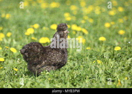 Pollo domestico, razza: Silkie, vellutata. Hen in un prato con fiori di tarassaco. Germania Foto Stock