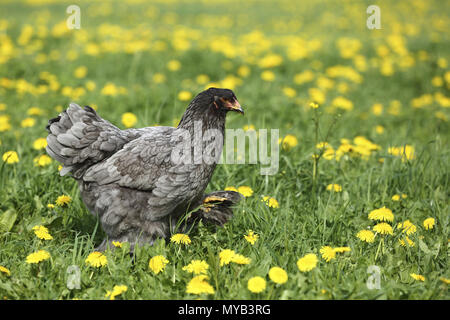 Pollo domestico, razza: Partridge Brahma. Hen camminando in un prato con fiori di tarassaco. Germania Foto Stock