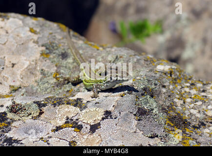 Podarcis tiliguerta close-up in Sardegna campagna Foto Stock