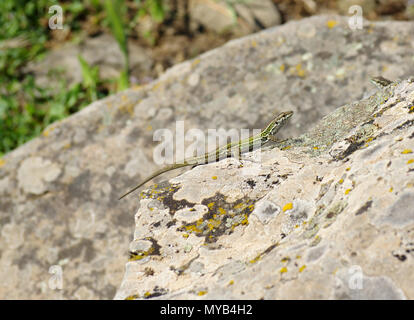 Podarcis tiliguerta close-up in Sardegna campagna Foto Stock