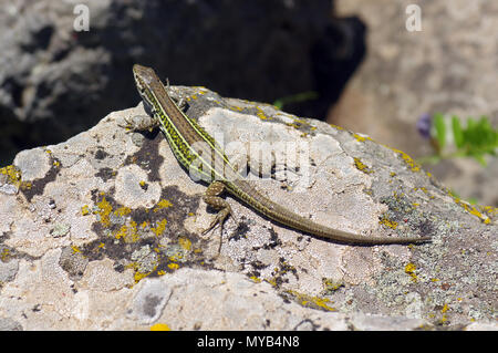 Podarcis muralis close-up in Sardegna campagna Foto Stock