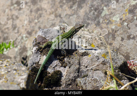 Podarcis tiliguerta close-up in Sardegna campagna Foto Stock