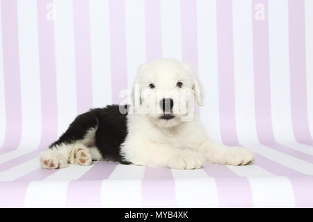 Old English Sheepdog. Cucciolo di mentire. Studio Immagine contro una rosa in bianco e lo sfondo a strisce. Germania Foto Stock