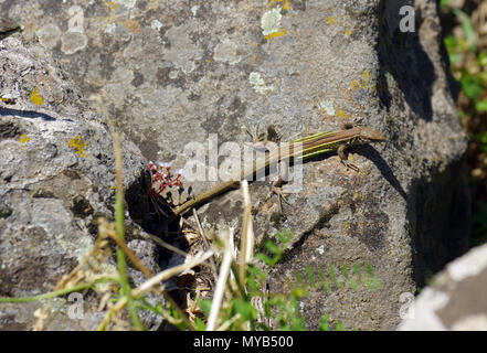 Podarcis muralis close-up in Sardegna campagna Foto Stock