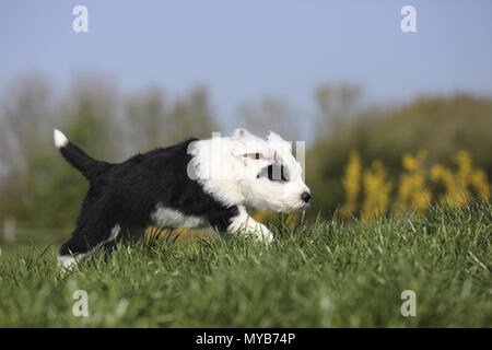 Old English Sheepdog. Puppy in esecuzione su un prato. Germania Foto Stock