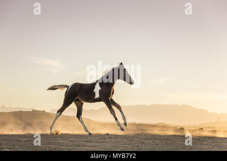 Pinto, cavallo di vernice. Puledra-puledro al tramonto, al galoppo nel deserto. Egitto Foto Stock