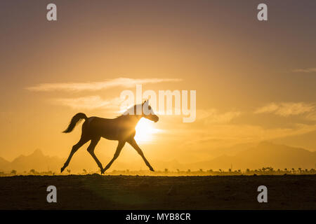 Pinto, cavallo di vernice. Puledra-puledro al tramonto, al galoppo nel deserto. Egitto Foto Stock