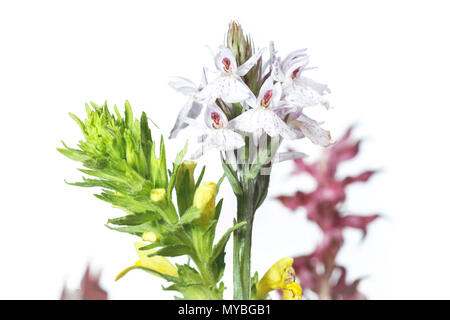 Fiori di orchidea su bianco Foto Stock