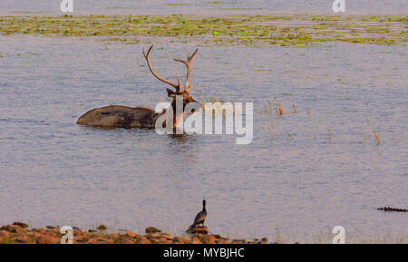 Un Sambar cervi, Rusa unicolor, parzialmente sommerso nel lago Tadoba e alimentazione. spazio copia Foto Stock