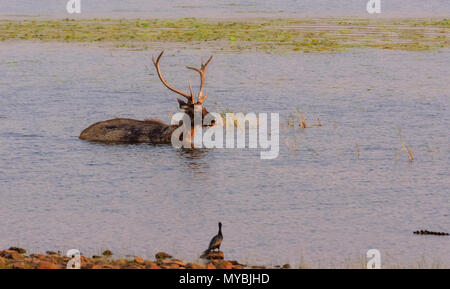 Un Sambar cervi, Rusa unicolor, parzialmente sommerso nel lago Tadoba. spazio copia Foto Stock