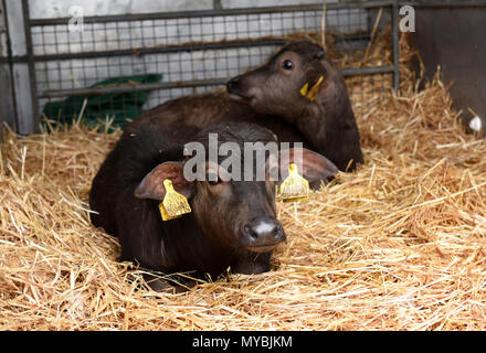 Bufalo d'acqua calf Regno Unito Foto Stock