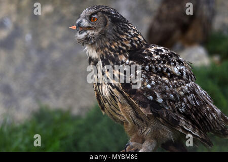 Eurasian Eagle-Owl ingestione di cibi Foto Stock